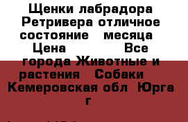 Щенки лабрадора Ретривера отличное состояние 2 месяца › Цена ­ 30 000 - Все города Животные и растения » Собаки   . Кемеровская обл.,Юрга г.